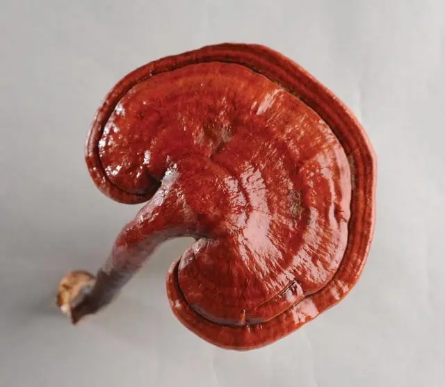 赤灵芝（青冈树红灵芝）