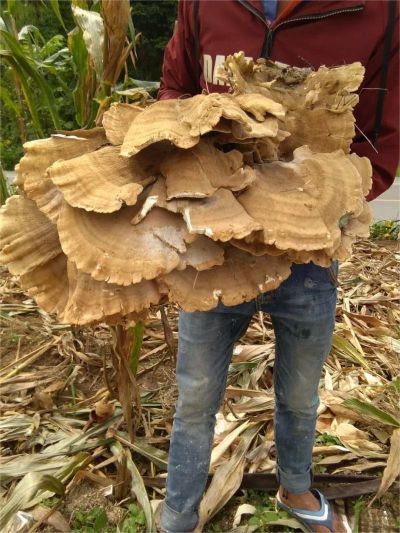 特大杂树菌子