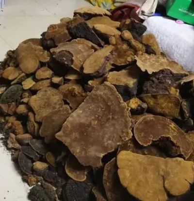 紫油桑黄（菌子）