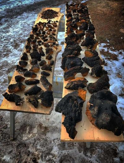 桦树茸（树菌/黑金）干货