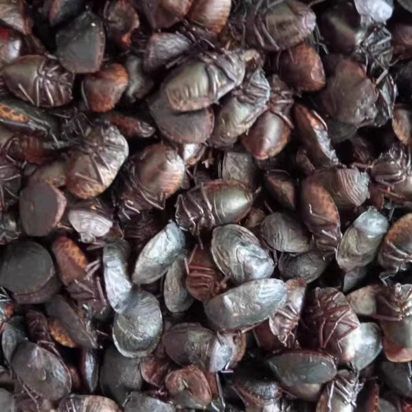 九香虫放屁虫又叫臭椿；大个400.00元/斤，小个300.00元/斤