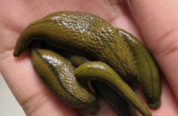 水蛭俗称蚂蟥，鲜货100元/斤，干货600元/斤