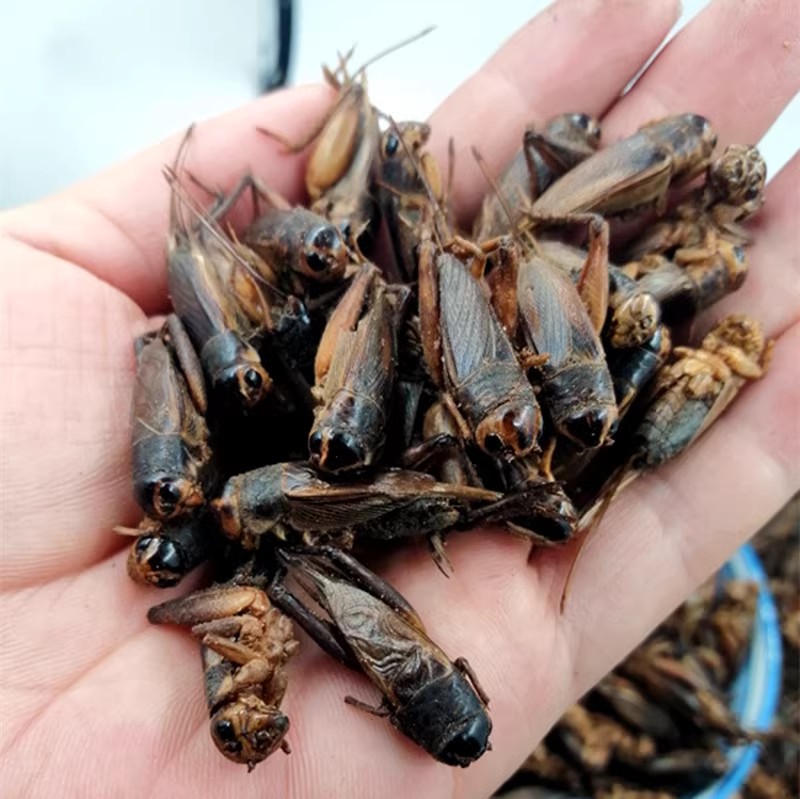蟋蟀，干货50.00元/斤