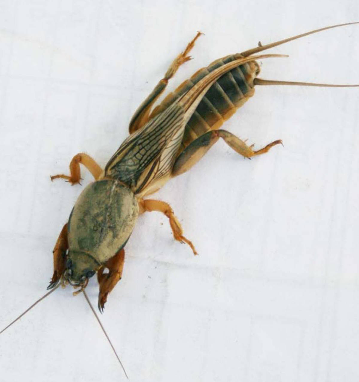 蝼蛄也叫土狗子，干货50.00元/斤，鲜货30元/斤