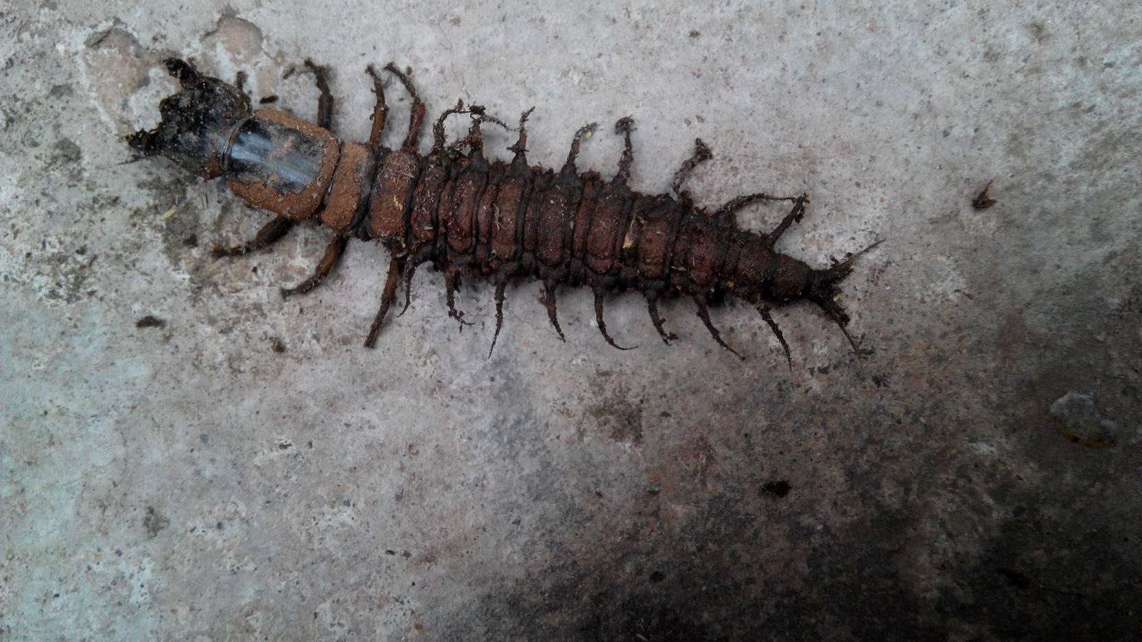 爬沙虫俗称水蜈蚣，鲜货30.00元/斤