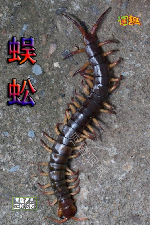 蜈蚣，9cm长~16cm长，1.50元~3.80元/只