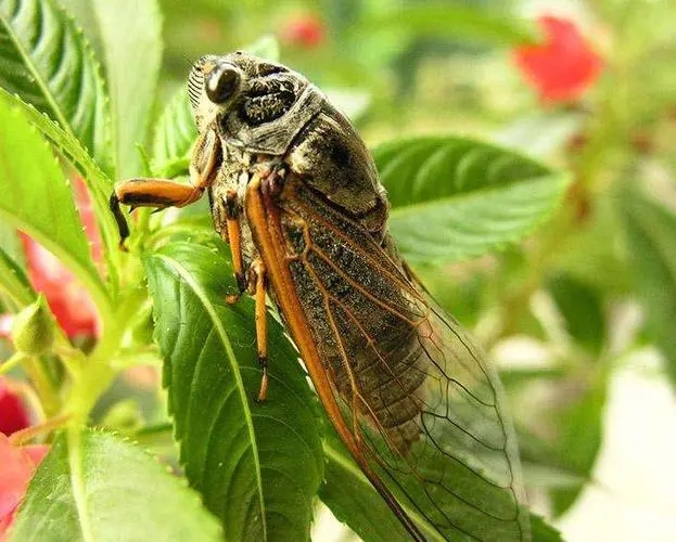 金蝉俗称知了猴,干货 1.00元/只；蝉蜕250.00元/斤，蝉蛹大个6.00/斤