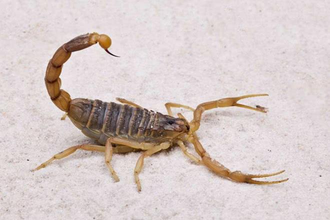 蝎子，养殖鲜货500.00元/斤