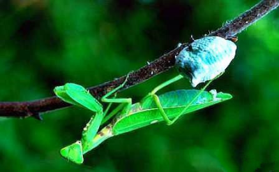 桑螵蛸又称螳螂窝、螳螂卵，20.00元/斤；活螳螂10.00元/斤