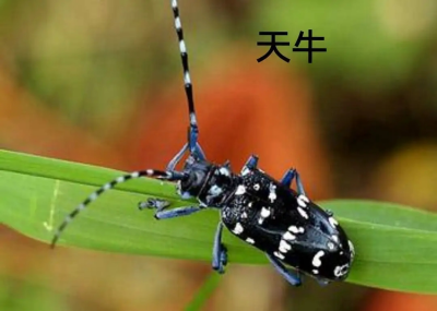 天牛，母鲜货80.00/斤，公鲜货20.00/斤