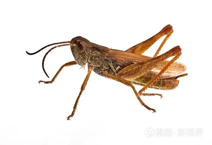 蚂蚱俗称蝗虫、蚱蜢，鲜货15.00元/斤