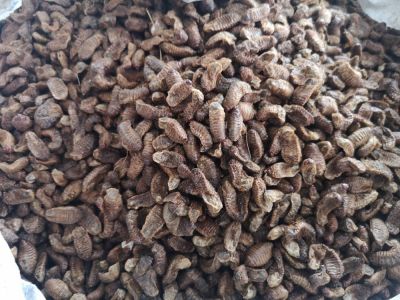 蛴螬，干货15.00元/斤