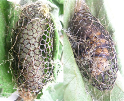 毛毛茧俗称吊死鬼、布袋虫，鲜货200.00元/斤