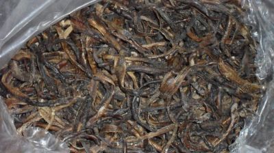 地龙又名蚯蚓，干货50.00元/斤