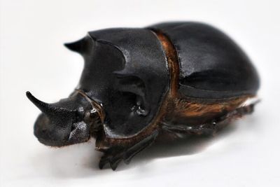 大将军俗称屎壳郎、牛屎虫，干货200.00元/斤