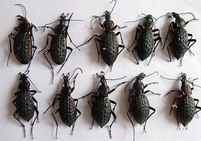 步甲虫，鲜货1.00元/只