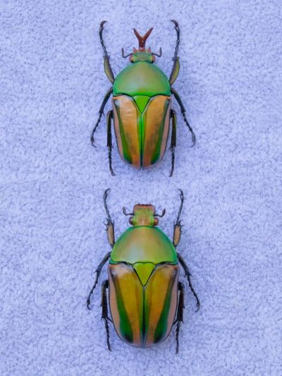 扇角花金龟俗称金蝉花，50.00元/斤