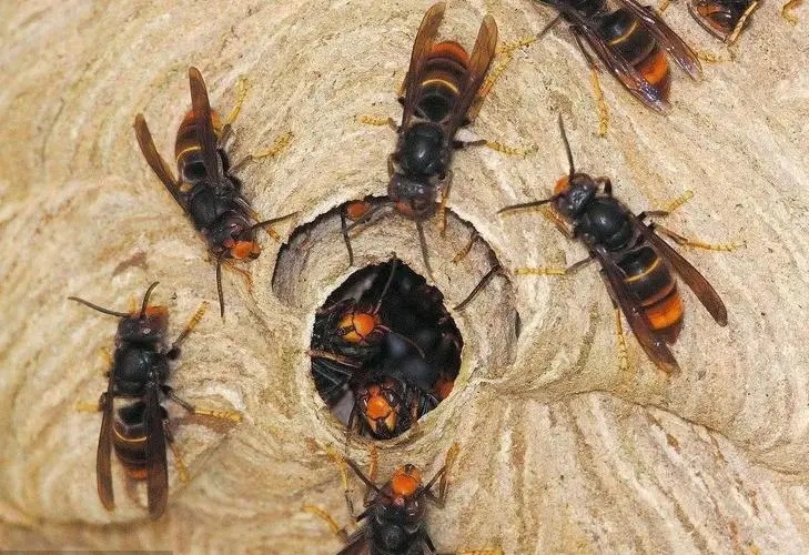 马蜂1.00元/只，马蜂窝5元/斤，蜂仁30元/斤、蜂蛹50~100元/斤